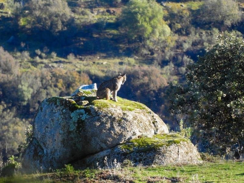 Excursion-guiada-observacion-lince-iberico-10