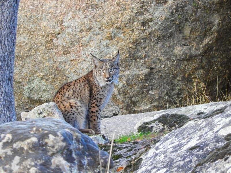 Excursion-guiada-observacion-lince-iberico-12