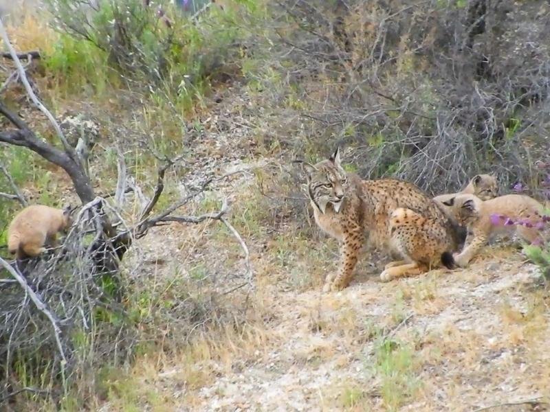 Excursion-guiada-observacion-lince-iberico-13