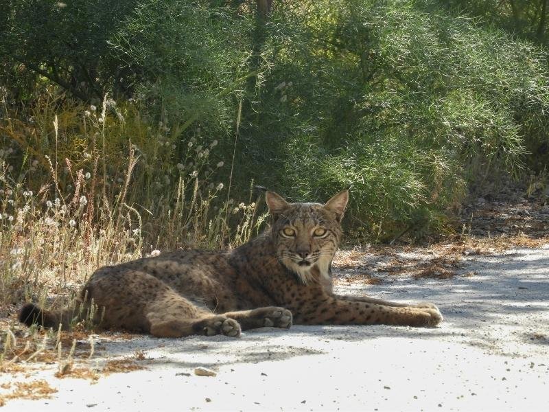 tour lince ibérico