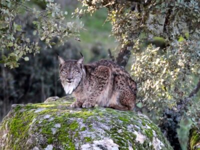 ecoturismo sierra de andújar