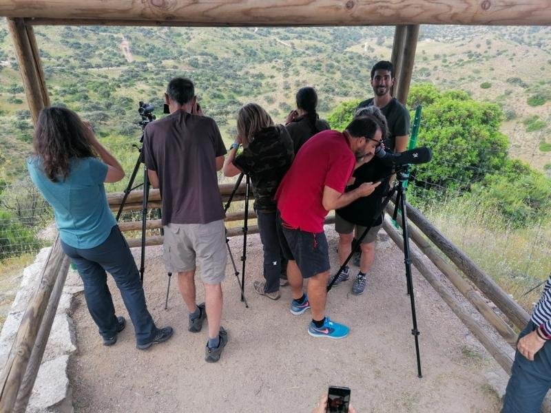 Observacion-lince-iberico-en-Sierra-Andujar-15-1