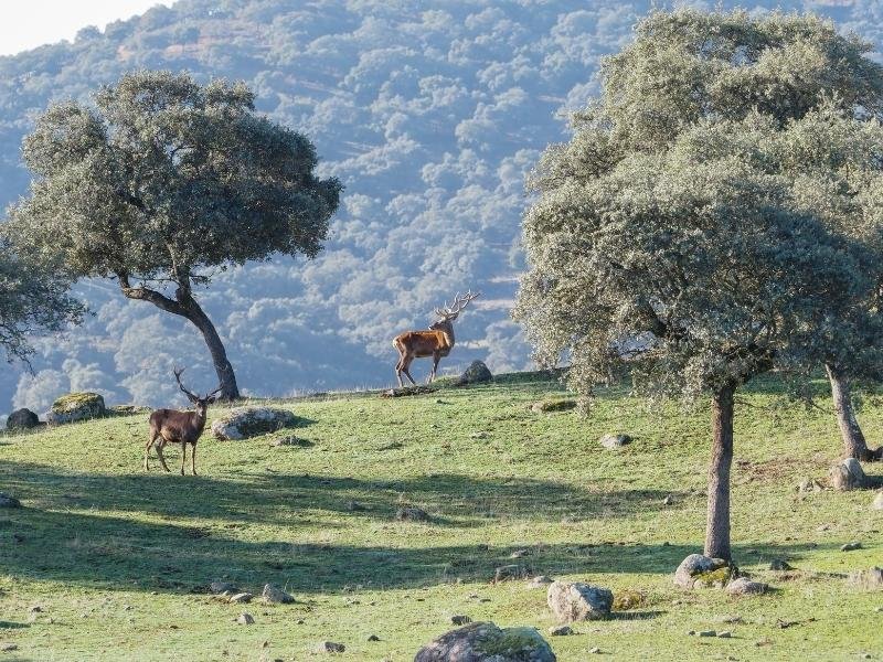 Observacion-lince-iberico-en-Sierra-Andujar-8-1