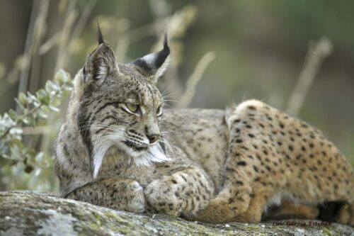 Observación de linces Andújar - NATUROOTS