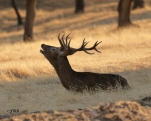 observación de fauna