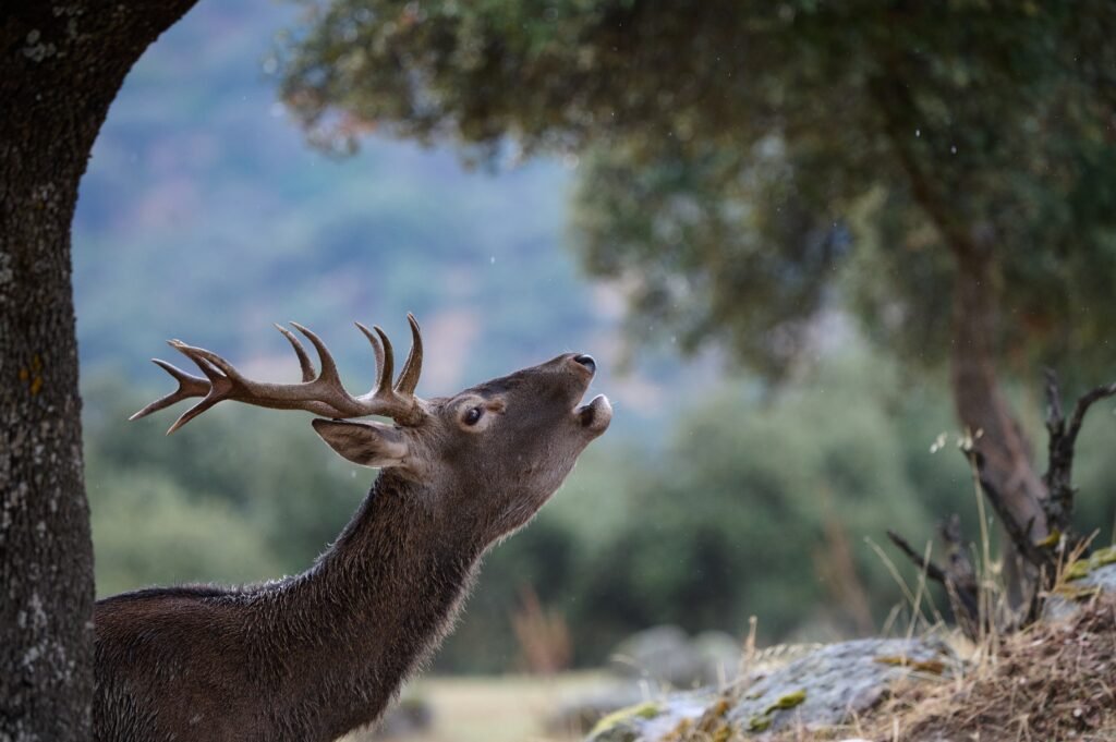 observación de fauna