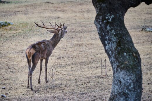 Observación de linces Andújar - NATUROOTS