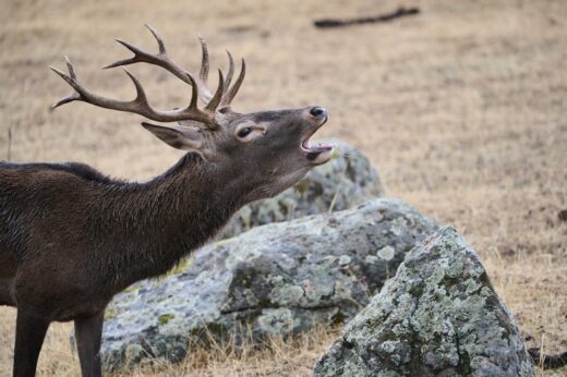 ruta de observación de berrea