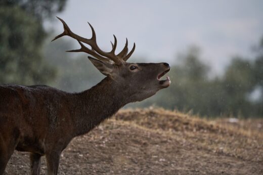ciervo berreando