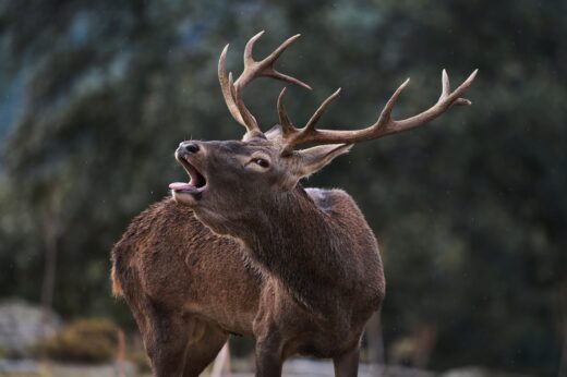 Observación de linces Andújar - NATUROOTS