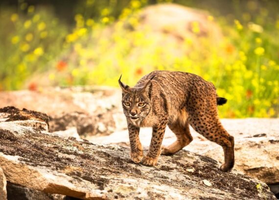 Lince Ibérico