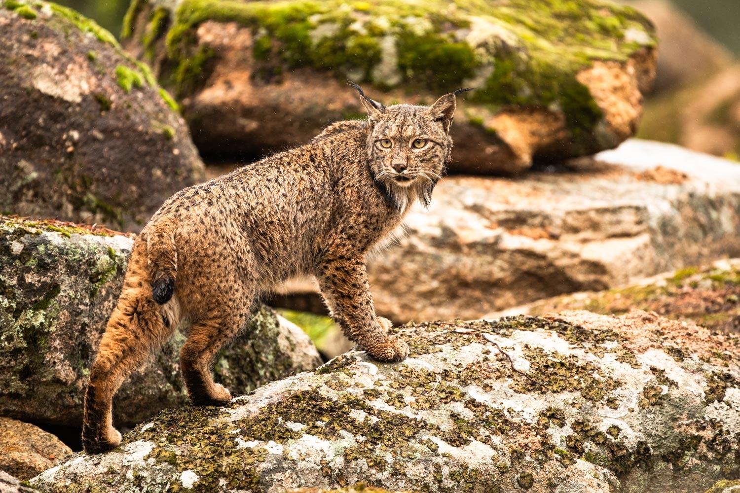 Lince Ibérico