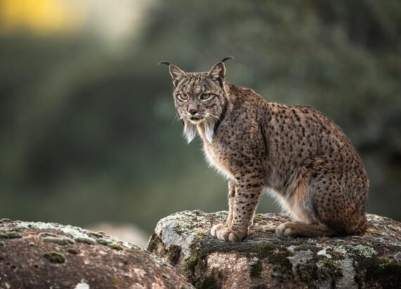 Lince Ibérico