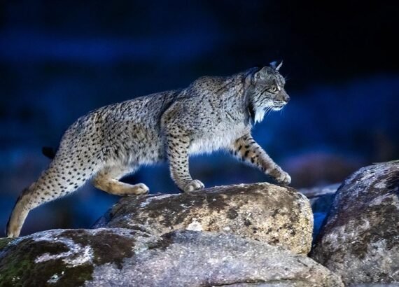 Lince Ibérico