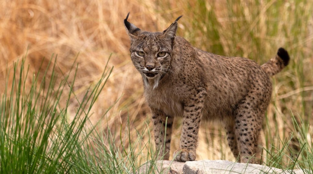 hides fotográficos lince ibérico