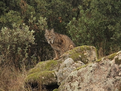 Observación de linces Andújar - NATUROOTS