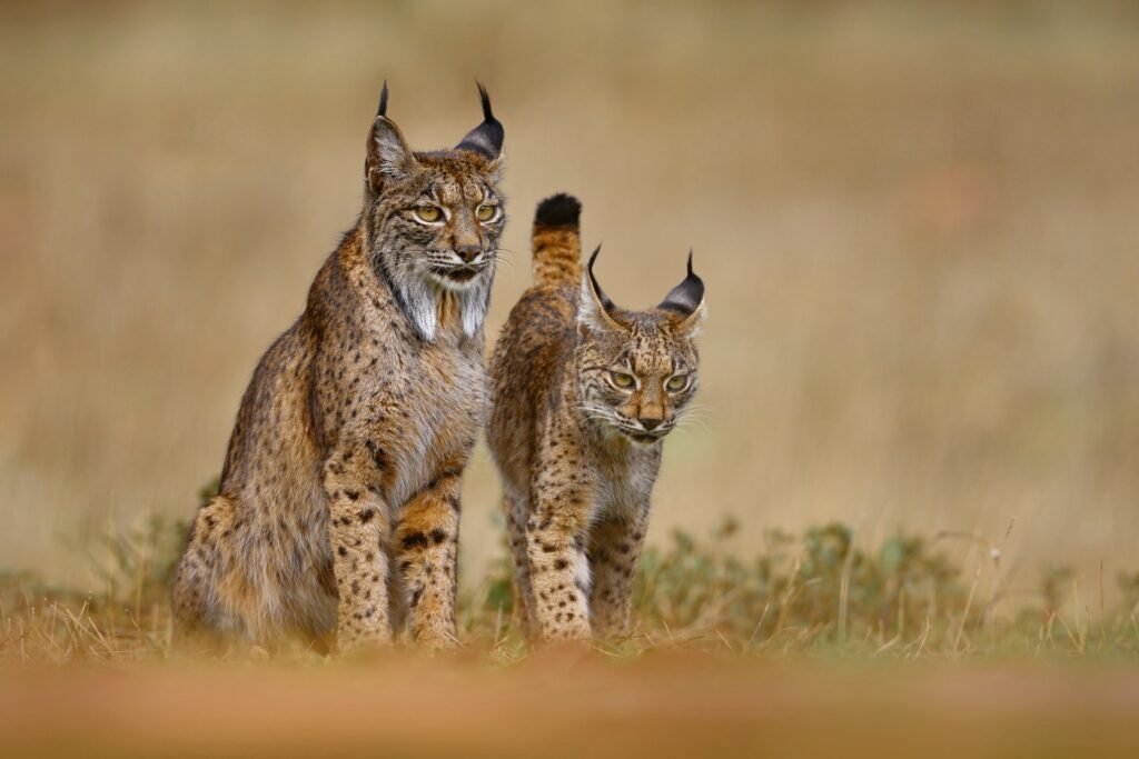 Conservación del Lince Ibérico