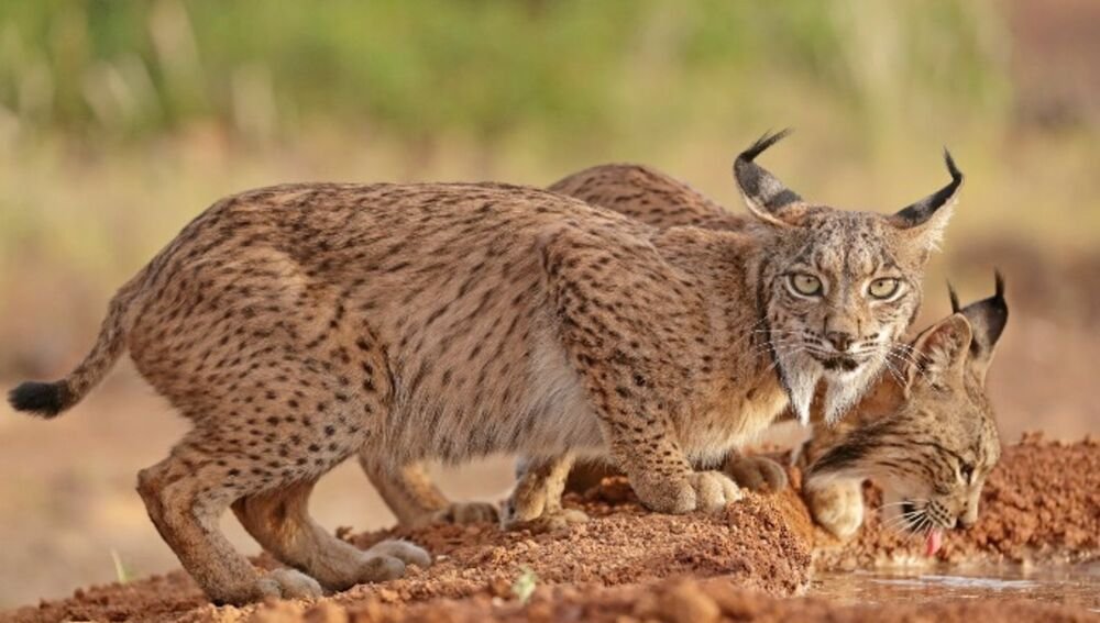 Gato clavo lince ibérico