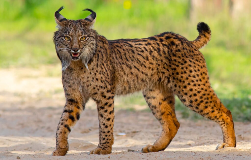 Gato clavo lince ibérico