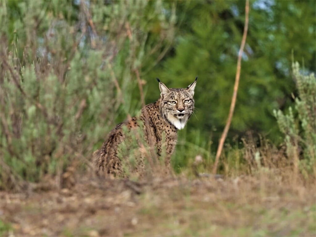 Observación de linces Andújar - NATUROOTS