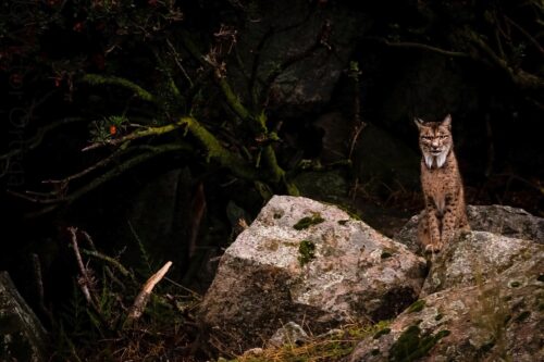 Observación de linces Andújar - NATUROOTS