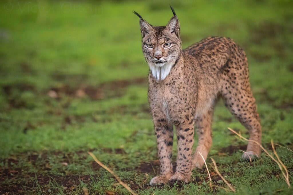 Observación de linces Andújar - NATUROOTS