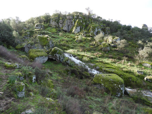 Observación de linces Andújar - NATUROOTS