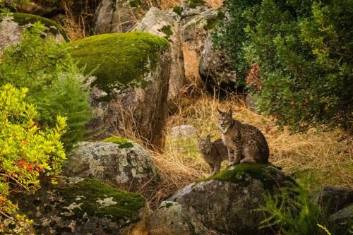 foto lince cachorro fauna