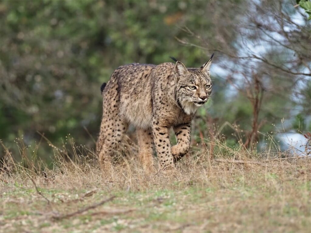 Observación de linces Andújar - NATUROOTS