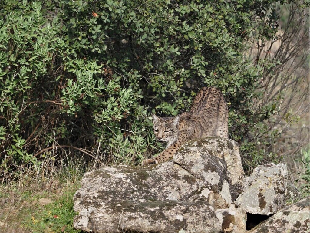 iberian lynx from hide